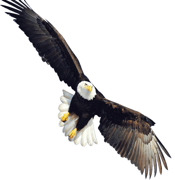 Eagle - Bald Eagle Transparent (583x600), Png Download