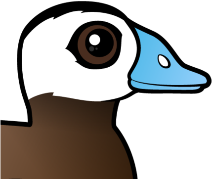 About The White-headed Duck - White-headed Duck (440x440), Png Download