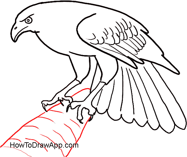 How To Draw An Eagle Bird - Eagle Bird Easy Drawing (600x600), Png Download