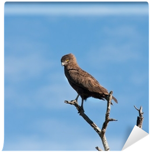 Brown Snake Eagle Sitting In A Tree Wall Mural • Pixers® - Brown Snake Eagle (400x400), Png Download