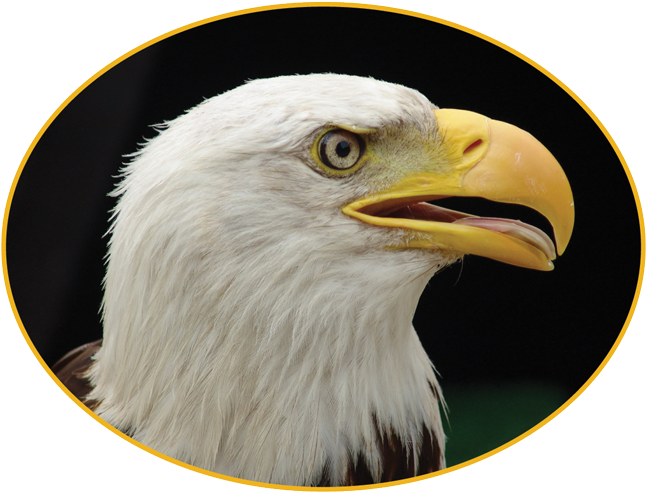 Hartman / Homepage - Bird Of Prey (875x875), Png Download