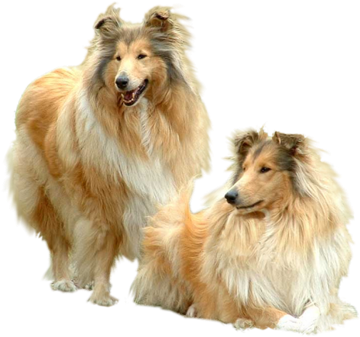 Share This Image - Gif Con Movimiento Animadas De Mascotas (500x402), Png Download