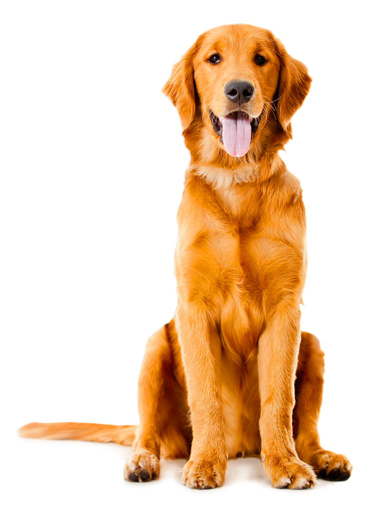 Golden Retriever Png Background Photo - Golden Retriever No Background (950x1083), Png Download