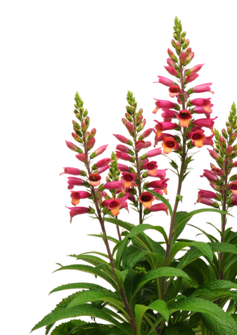 Perennial Young Plants - Stauden Png (337x476), Png Download