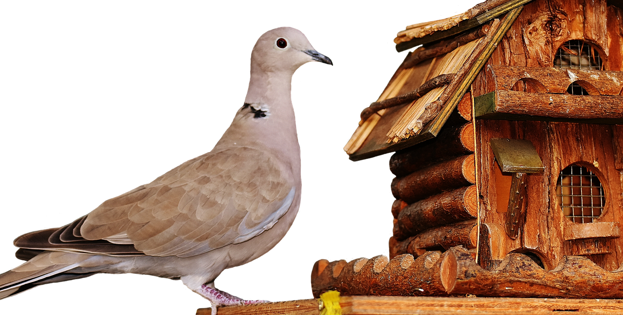 Pigeons - Bird (1280x649), Png Download