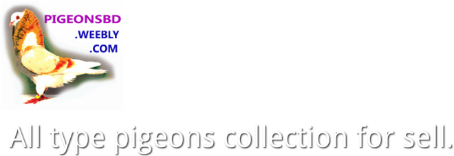 Pigeons And Doves (694x227), Png Download