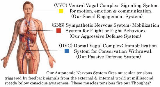 Vagus - Polyvagal Theory (550x300), Png Download