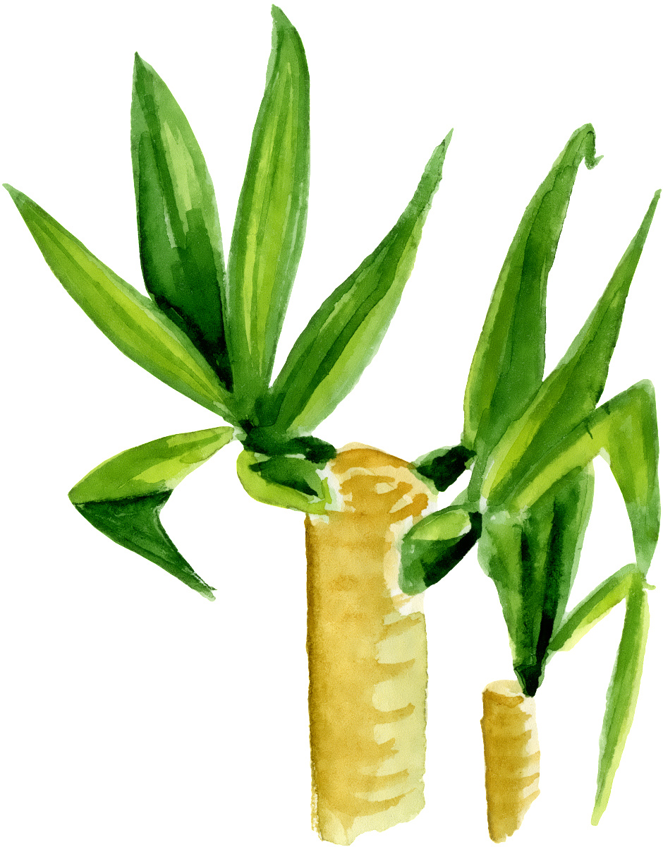 Hand Painted Two Green Plants Png Transparent - Plants (1024x1253), Png Download