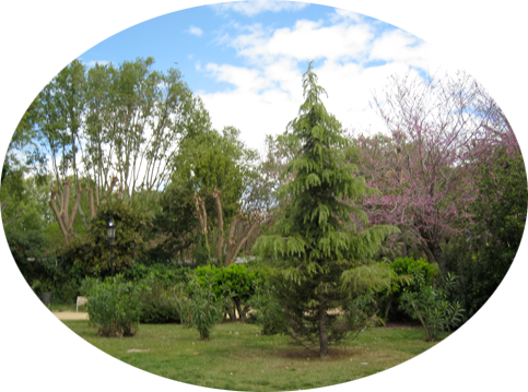 Portable Network Graphics- Png - Shortstraw Pine (483x359), Png Download