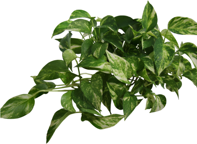 Plants Png Transparent Images - Blue Pastel Wallpaper Iphone (640x480), Png Download