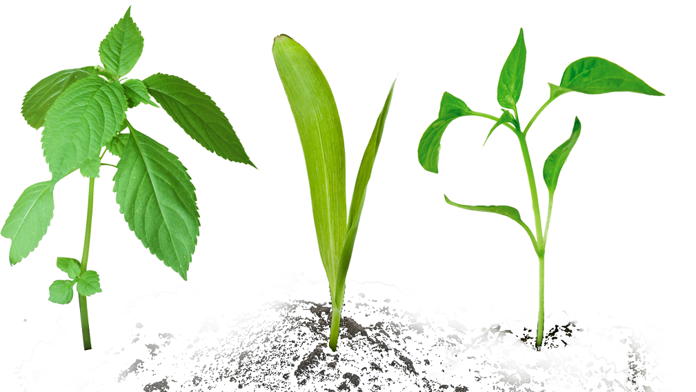 Small Plant (1009x568), Png Download