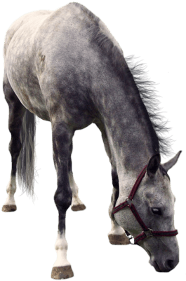 Wild Horse Png Image Hd Wallpapers Download For Android - Horse Png (400x427), Png Download