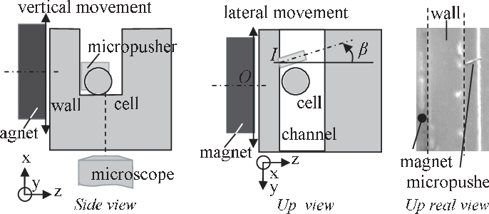 Magnetic Cell Micropusher Principle - Diagram (686x300), Png Download
