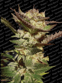 Paradise Seeds / Fem 5 Pack / Durga Mata - Durga Mata (240x320), Png Download