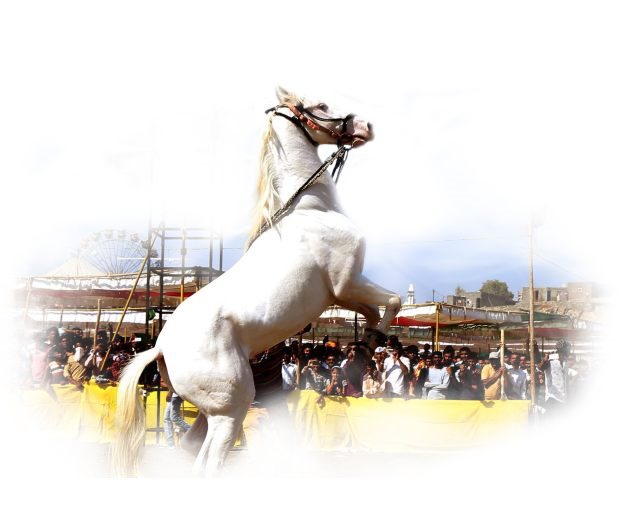 About Chetak Festival - Stallion (630x507), Png Download