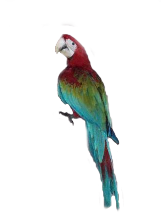 Macaw Transparent - Macaw (351x437), Png Download