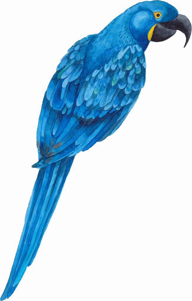 Blue Parrot Png Transparent Image - Parrot (650x1017), Png Download