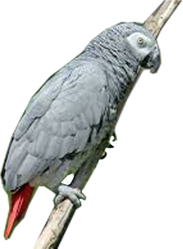Download All Parrots Png Images And Transparent's To - Parrot (683x825), Png Download