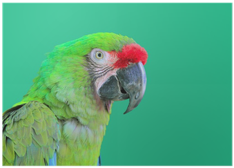 Ara Militaris Military Macaw Green Parrot Poster • - Animals Of The Rainforest (400x400), Png Download