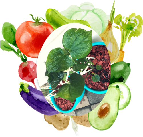 Beatle Leaf Squeeee - Dia Nacional De La Nutricion (500x500), Png Download