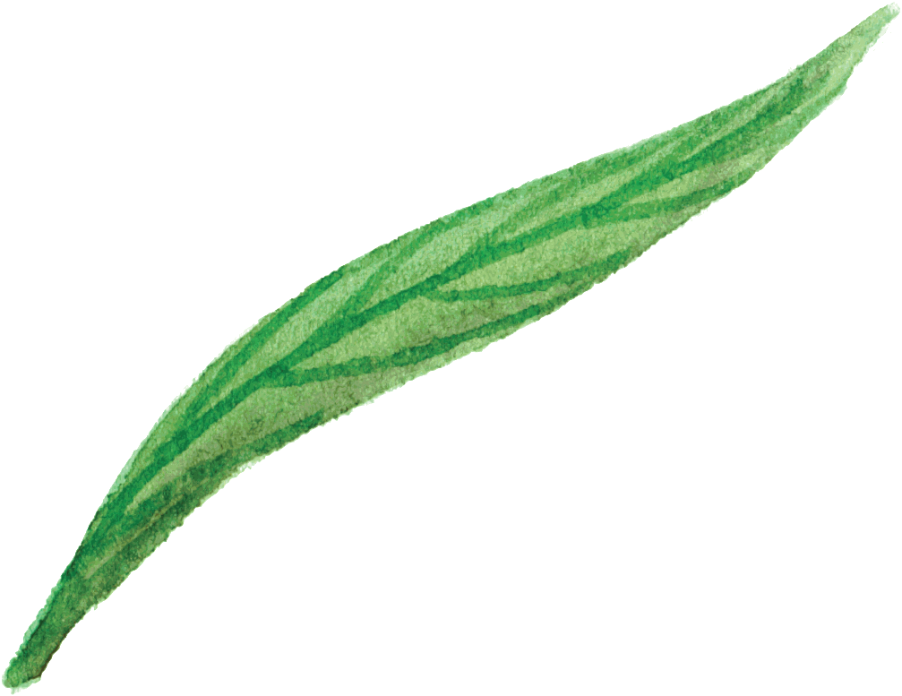 Green Flower Leaf Cartoon Png Transparente - Leaf (1024x1024), Png Download