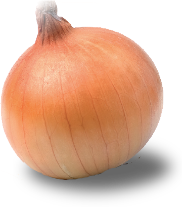 Onion Png Semences D'oignon Pour Latitudes Tropicales - Yellow Onion (364x423), Png Download