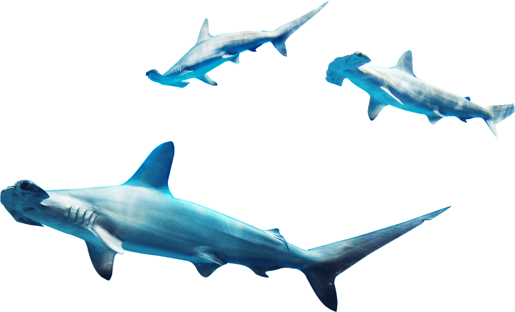 Three Sea Fish Png Element - Shark (1024x621), Png Download
