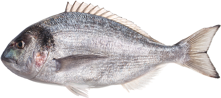 Widgetkit Popover Widget - Snapper (725x500), Png Download