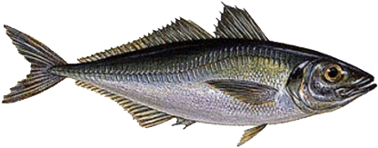 Fish - Horse Mackerel Fish (450x306), Png Download