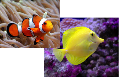 Fish At The Sea (498x325), Png Download