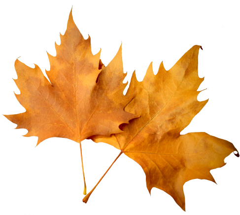 Autumn Leaf Png Image - Transparent Background Fall Leaves Png (500x434), Png Download
