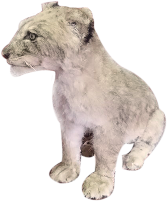 Baby Lion Sitting Full Mount Bl2 - Lion (1280x960), Png Download