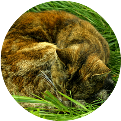 Tabby Cat Asleep In Grass - Domestic Short-haired Cat (640x427), Png Download