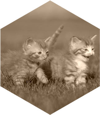 Cat Cat Guide Two Young Kittens Playing Together Outside - Cat (336x373), Png Download