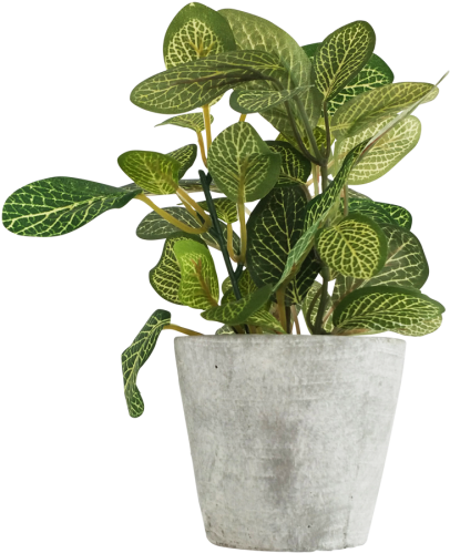 Potted Green Yellow Leaf 16cm - Plants (500x500), Png Download