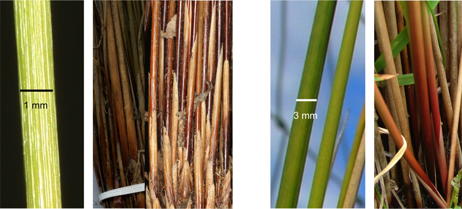 Download Original Image - Plywood (1587x718), Png Download