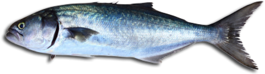 Its Flesh Is Supremely Oily, With Deep, Rich Flavor - Blue Fish Cooking (900x283), Png Download