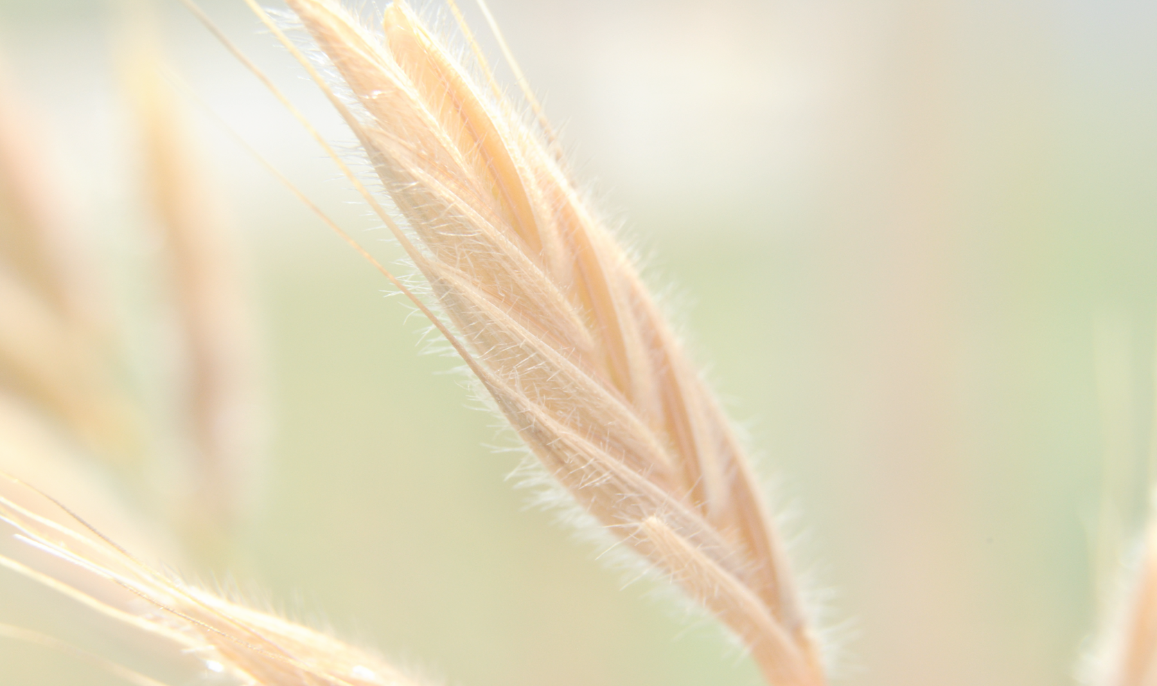 Close-up (1670x991), Png Download