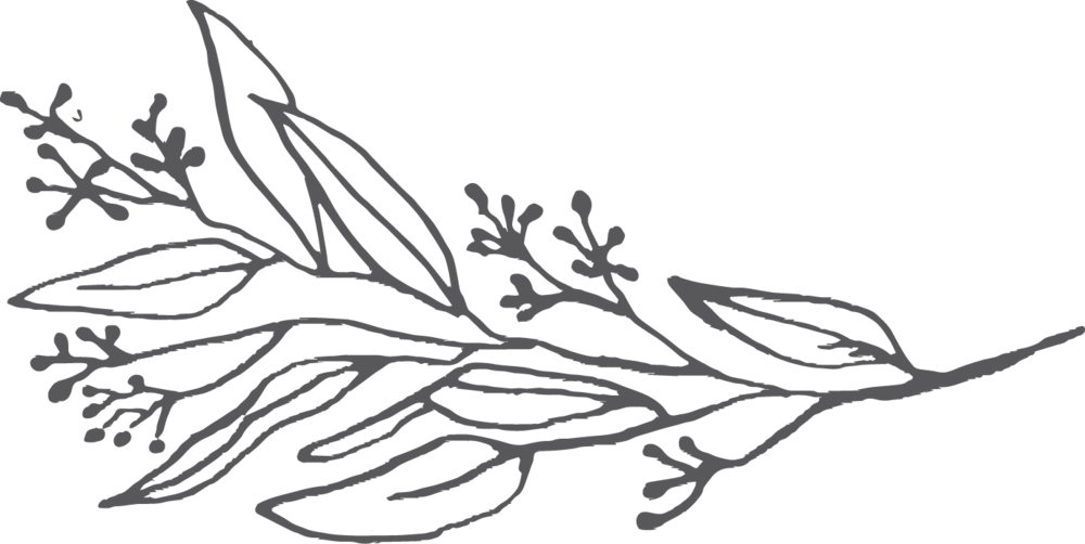 Eucalyptus - Line Art (1000x502), Png Download