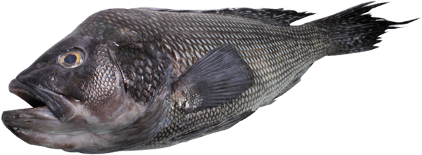 Skate - Wings - Fish With Black Skin White Meat (626x280), Png Download