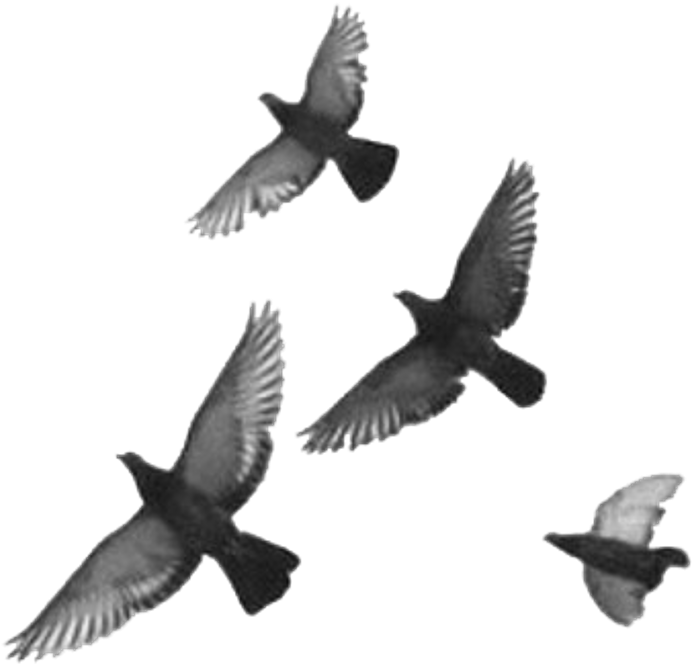 Blackandwhite Overlays Birds Fly - Transparent Bird (1024x1024), Png Download
