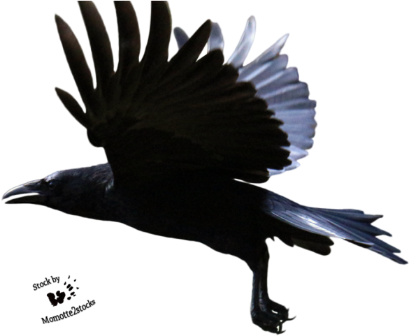 Flying Crow Png - Flying Raven Crow (640x480), Png Download