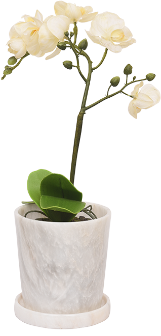 Flora - White - Map (750x828), Png Download