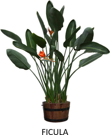 Excellent To Remove Feces Particles & Toxins Within - Plantas En Formato Png (462x585), Png Download