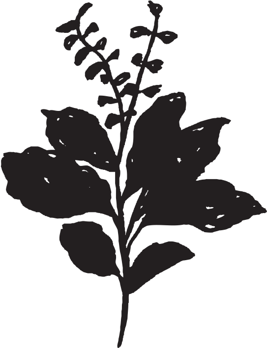 Holy Basil (900x900), Png Download