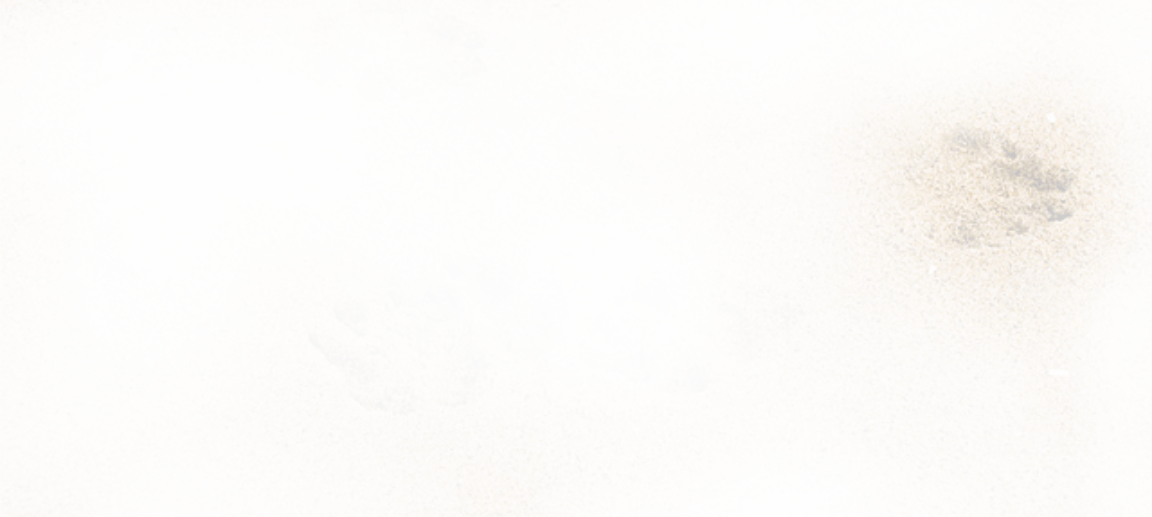 Plate (1152x517), Png Download