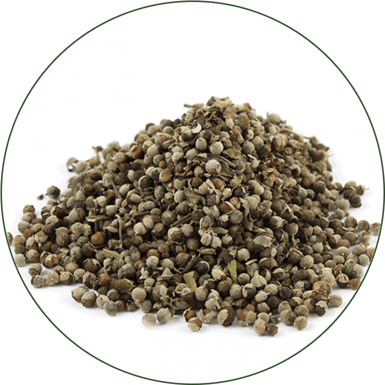 Chaste Tree Berry - Chaste Tree (800x800), Png Download