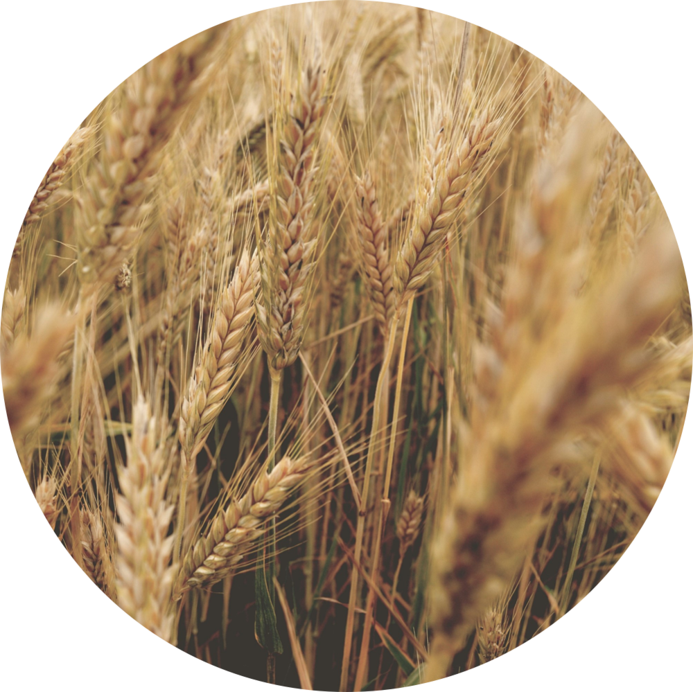 Animals - Wheat (1000x999), Png Download