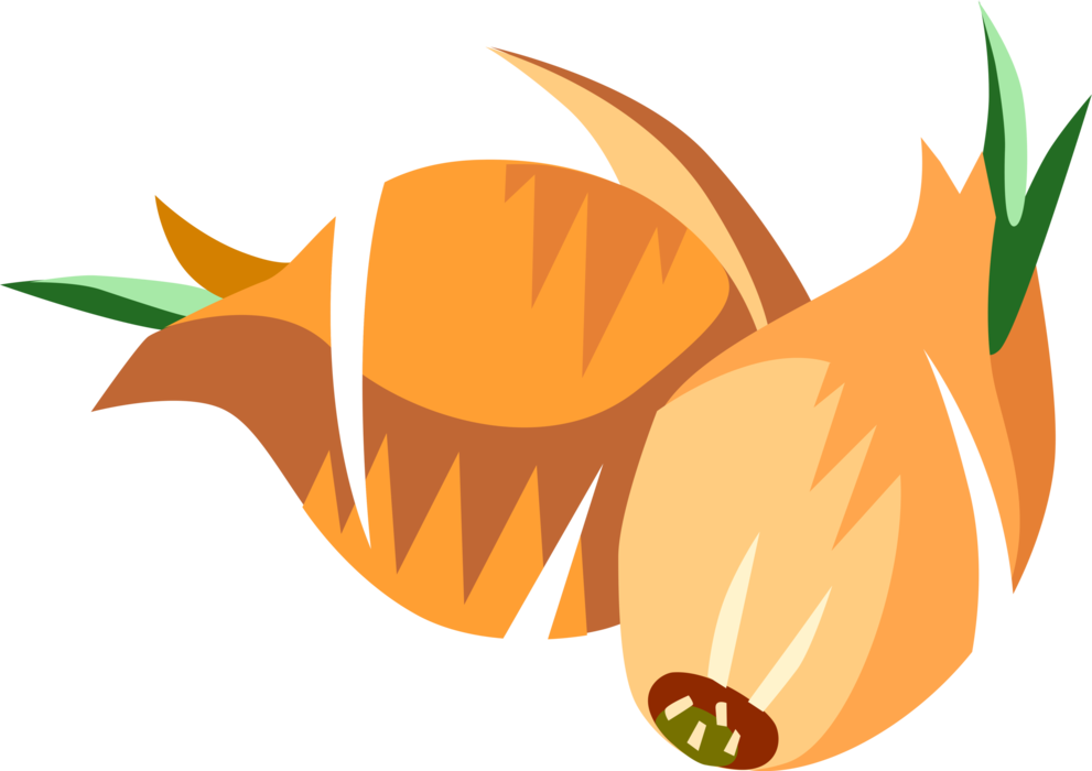 Vector Illustration Of Onion Bulb Vegetable - Illustration (991x700), Png Download