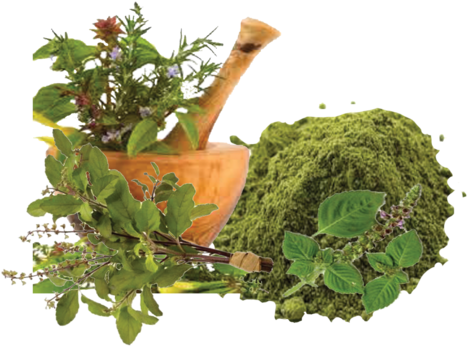 Tulsi Powder - Herbal And Homeopathic Clinic (500x500), Png Download